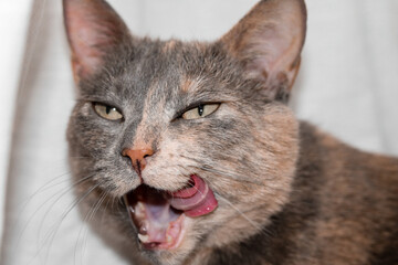 Close-Up of a Cat Licking Its Lips