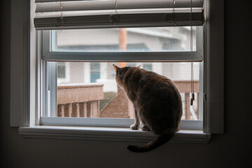 Cat Looking Out the Window
