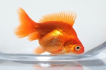 Gold fish swimming in aquarium with clean water on white background, closeup