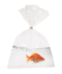 Goldfish in plastic bag with water on white background