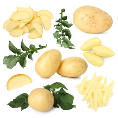 Potatoes and green plant leaves isolated on white, set