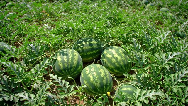 Watermelon Patch Bursting With Fresh Greenery In The Summer