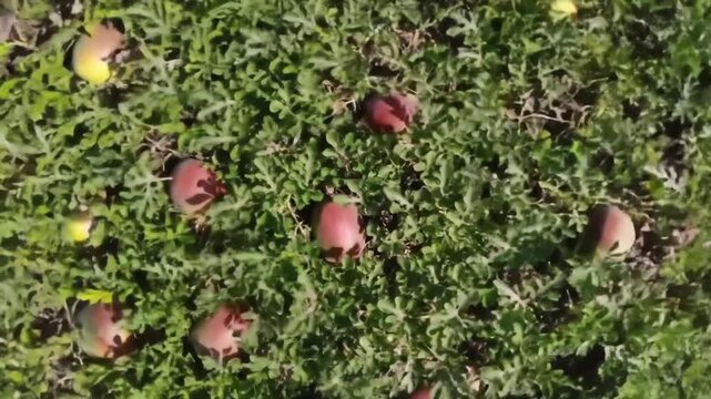 Watermelon Cultivation In The Field Under Sunny Rays Of Light