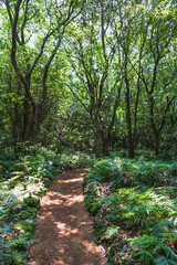 A midsummer forest trail bathed in sunlight filtering through the leaves.