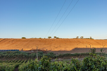 Golden farmland at sunset in rural Portugal with distant barns, trees, and a herd of deer running across the harvested field