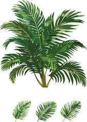 cycas leaves set in color style and no background