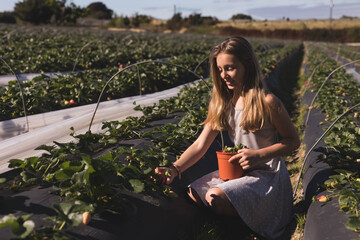 Girl kneeling between strawberry beds at farm picking ripe berries into orange pot, copy space