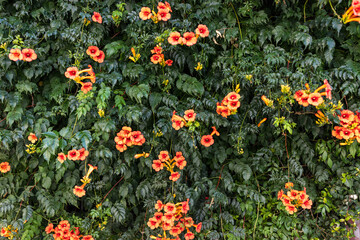 flowers in full bloom cascading over a traditional building facade in a sunny street in Cascais,...