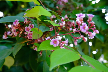 Macro Shot of Blooming Pink Jasmine Flowers with Soft Petals and Green Leaves in Tropical Garden...