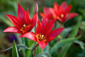 Fototapeta premium April garden features red Balkan tulip Tulipa hageri