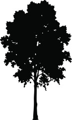 Obraz premium Isolated Tree Silhouette Vector, Tall Black Tree with Dense Foliage on White Background