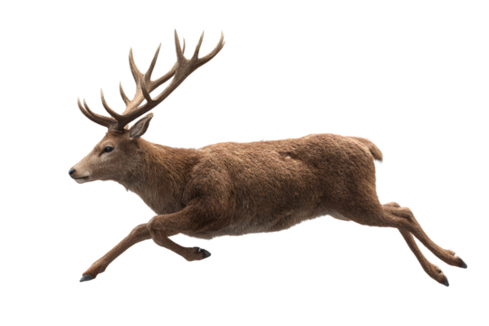  Graceful Deer Leaping Mid-Air with Outstretched Legs and Antlers Raised, Side Profile, Isolated on Transparent Background.