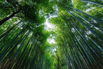 Arashiyama bamboo forest