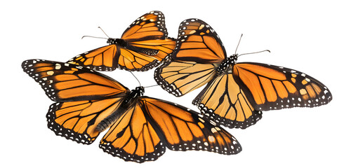 Vibrant monarch butterflies flutter with intricate wing patterns, symbolizing transformation and natural beauty on transparent background, Png