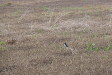Eastern kingbird sitting on a twig in a field