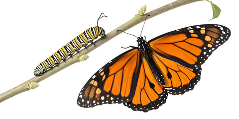 Vibrant monarch caterpillar and butterfly showcase metamorphosis life cycle on branch on transparent background, Png