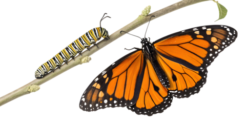 Vibrant monarch caterpillar and butterfly showcase metamorphosis life cycle on branch on transparent background, Png