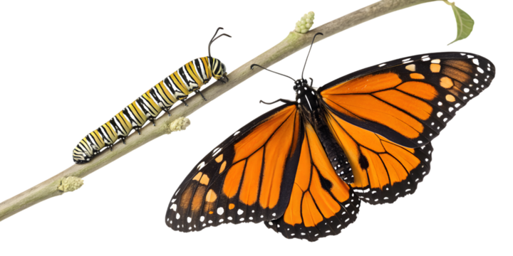 Vibrant monarch caterpillar and butterfly showcase metamorphosis life cycle on branch on transparent background, Png
