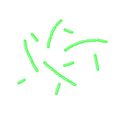 diplobacillus bacteria