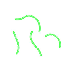 diplobacillus bacteria