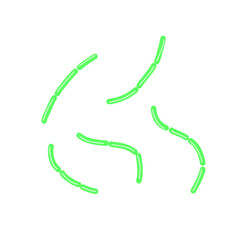 diplobacillus bacteria