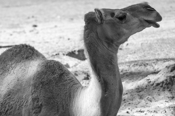 Monochrome telephoto shot of a camel in zoo.
