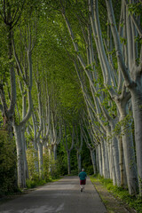 Hermosa fotografía tomada en el parque del Oeste en Madrid, España.