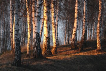Obraz premium Birch trees lit by the spring evening sun