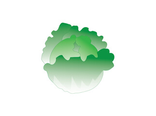 レタスのイラスト素材