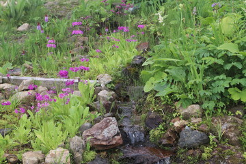 白馬 小遠見山の風景。白馬五竜高山植物園。クリンソウ他。