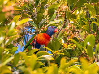 rainbow lorikeet in the tree