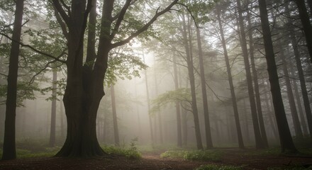 Obraz premium Misty forest path, sunlight filtering through dense trees, creating an ethereal atmosphere
