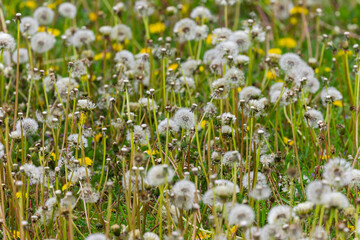 Obraz premium Field of dandelions gone to seed, with fluffy white seed heads covering the meadow, creating a soft and wild natural texture.
