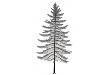 White fir tree standing isolated against transparent background, enhancing architectural renderings with natural element placement