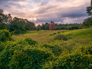 Cloudy Evening Over the Field