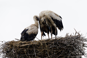 Close-up of three storks standing on a large twig nest, with overcast sky in the background and no visible surroundings.