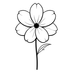 White Cosmos Flower on white background