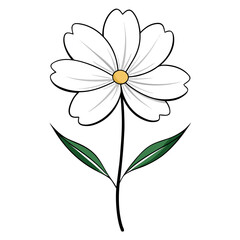 White Cosmos Flower on white background