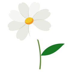 White Cosmos Flower on white background