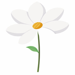 White Cosmos Flower on white background