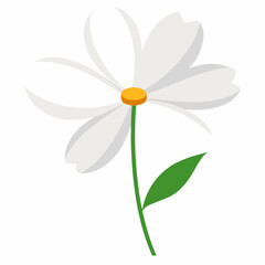 White Cosmos Flower on white background