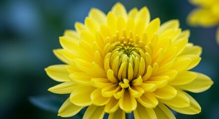 A vibrant yellow flower, densely packed petals forming a symmetrical bloom, set against a blurred green backdrop