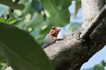 A colorful lizard perched on a tree branch 
