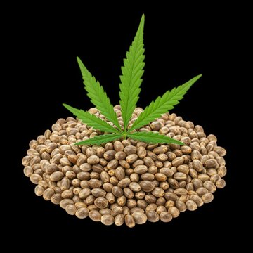 Pile of Hemp Seeds with Green Leaf cannabis seeds marijuana seeds