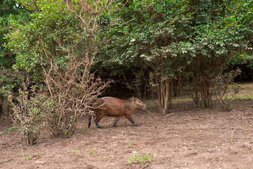 Capybara, hydrochoerus hydrochaeris, walking after leaving the water, early in the morning. It is the largest living rodent, native to South America. El Palmar National Park, Entre Rios, Argentina.