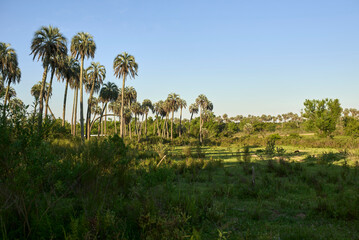 Tropical sunset scenery in El Palmar National Park, in Entre Rios, Argentina, butia yatay palm trees, plant species endemic to the area.