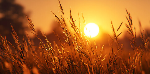 Golden Sunlight Filtering Through Tall Grass in a Tranquil Autumn Open Field at Sunset