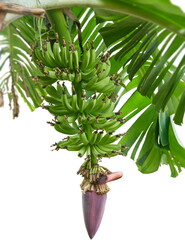 young immature bunch of bananas with hanging inflorescence or flower attached to plant or tree isolated white background, soft focus cluster of green bananas purple blossom dangles below with leaves