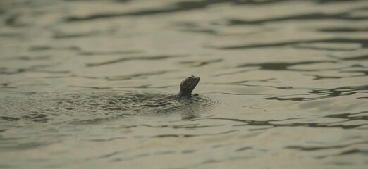 A small turtle glides across the serene water surface, creating ripples in the stillness. The muted colors reflect a calm and peaceful atmosphere in the natural habitat.