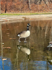 Canada goose standing on reflective icy pond surface